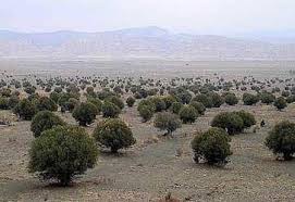 WAWA distributed 10,000 olive trees to 100 farmers in Wana