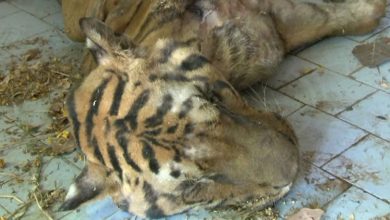 Karachi Zoo Mourns Death of Last Bengal Tigress