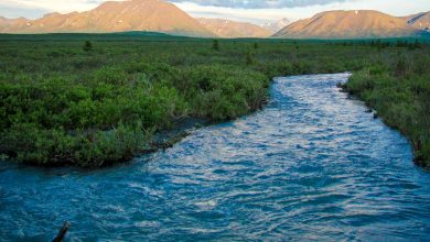 Liquid Tree Technology: A Revolutionary Approach to Restoring River Ecosystems