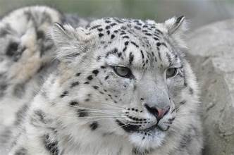 Snow Leopard Cub Rescued in Gilgit Baltistan, Suspects Arrested