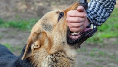 Sindh Faces Alarming Public Health Crisis as Dog Bite Cases Surge