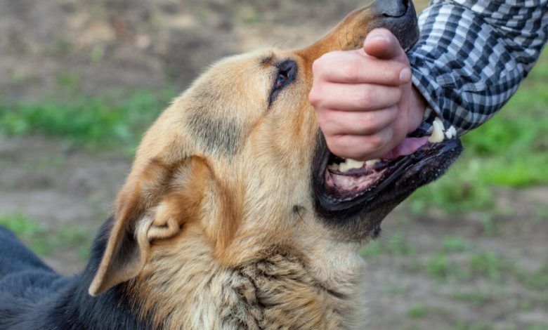 Sindh Faces Alarming Public Health Crisis as Dog Bite Cases Surge