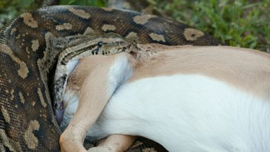 Florida Scientists Alarmed After Invasive Python Eats Full-Grown Deer in Single Meal