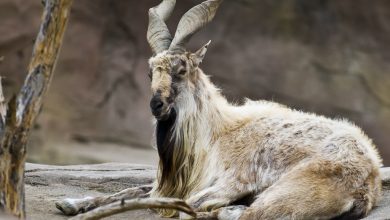 KPK Government Achieves Financial Success with Rs250 Million from Markhor Hunts