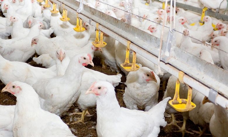 Chicken prices surge across Pakistan: Check latest rates here