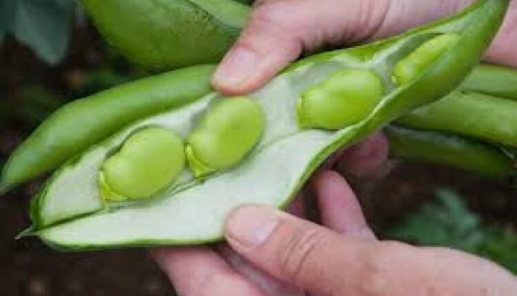 New Study Finds Broad Beans May Strengthen Immune System