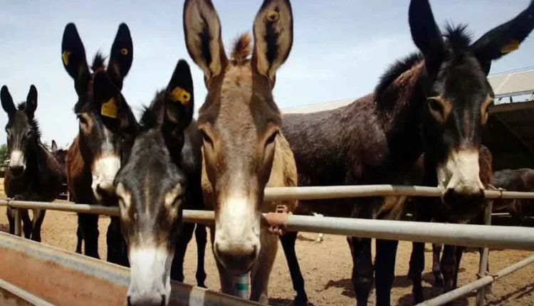 Donkeys on a Pakistani farm.
