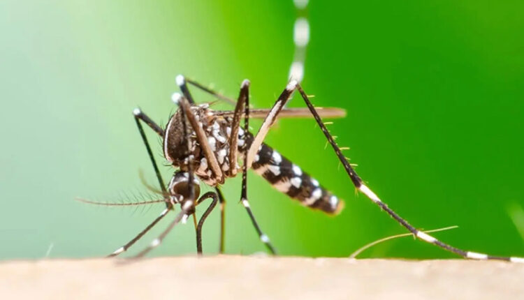 WHO Reports Over 500,000 Chikungunya Cases Worldwide